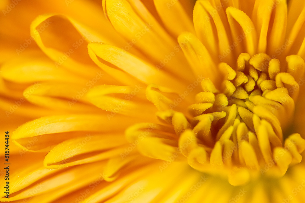 Abstract close-up of a yellow chrysanthemum flower. Macro Golden Daisy background. Abstract close-up of a yellow chrysanthemum flower. Macro Golden Daisy background.