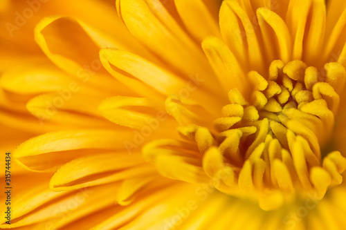 Abstract close-up of a yellow chrysanthemum flower. Macro Golden Daisy background.