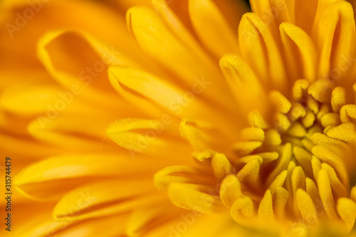 Abstract close-up of a yellow chrysanthemum flower. Macro Golden Daisy background. © Elke
