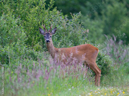 Roe deer buck in a meadow  between grass and shrubs