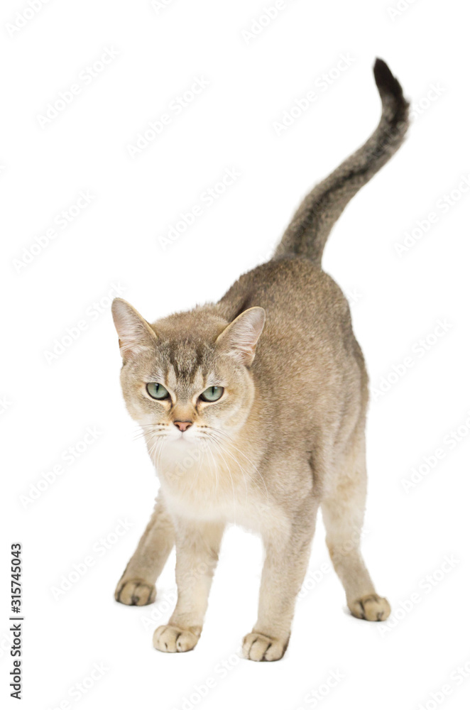 Portrait of standing Burmilla cat - Isolated on white