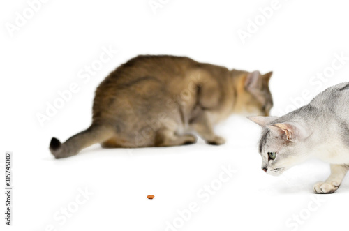 Schilderij op canvas Portrait of two burmilla cat, silver and golden, isolated on white