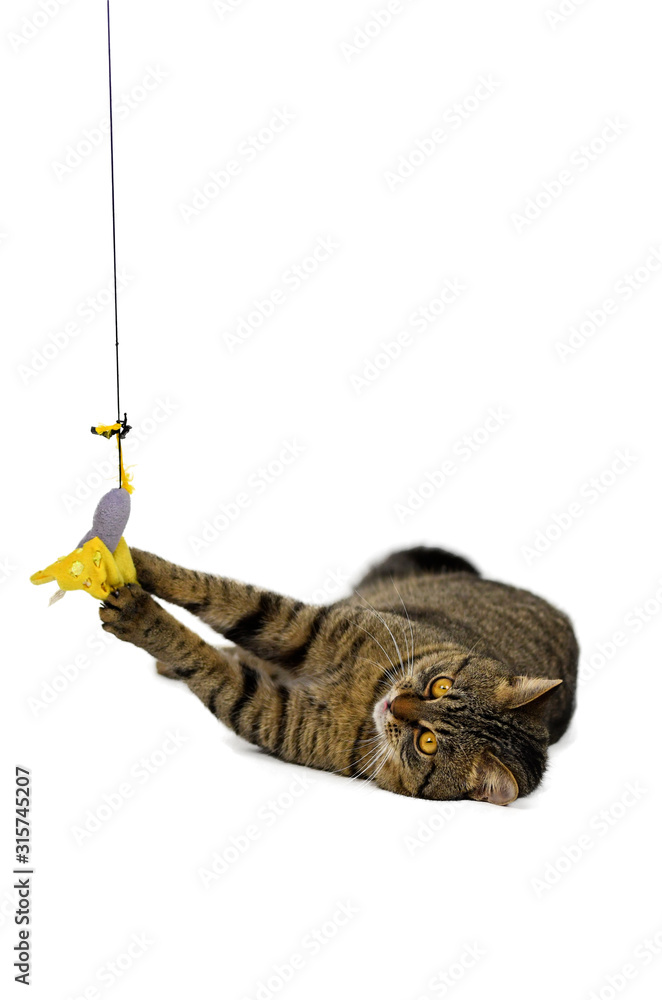 Portrait of brown-eyed cat isolated on white background Portrait of brown-eyed cat isolated on white background
