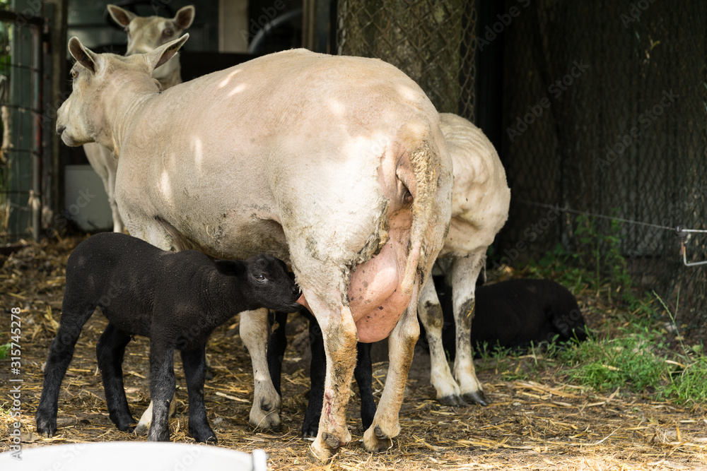 Black lamb drinking from white mother sheep Black lamb drinking from white mother sheep