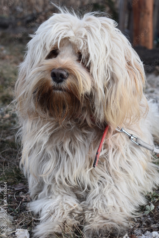 Portrait of the funny hairy dog Portrait of the funny hairy dog