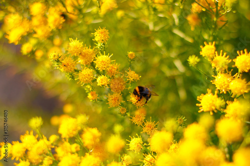 Close up of bumble bee on the blooming small yellow flower at the sunlit summer garden © veineleissa