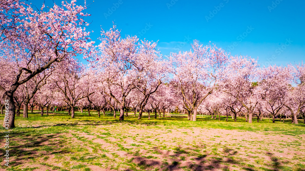 Pink alleys of blooming with flowers almond trees in a park in Madrid, Spain spring Pink alleys of blooming with flowers almond trees in a park in Madrid, Spain spring