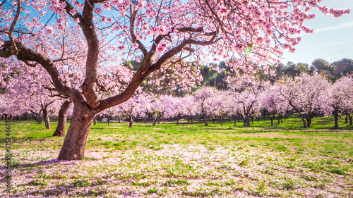 Pink alleys of blooming with flowers almond trees in a park in Madrid, Spain spring