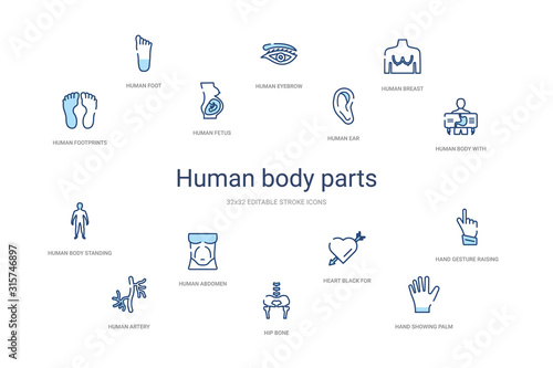 human body parts concept 14 colorful outline icons. 2 color blue stroke icons