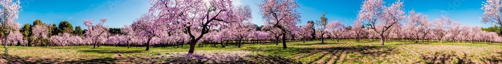 Pink alleys of blooming with flowers almond trees in a park in Madrid, Spain spring Pink alleys of blooming with flowers almond trees in a park in Madrid, Spain spring