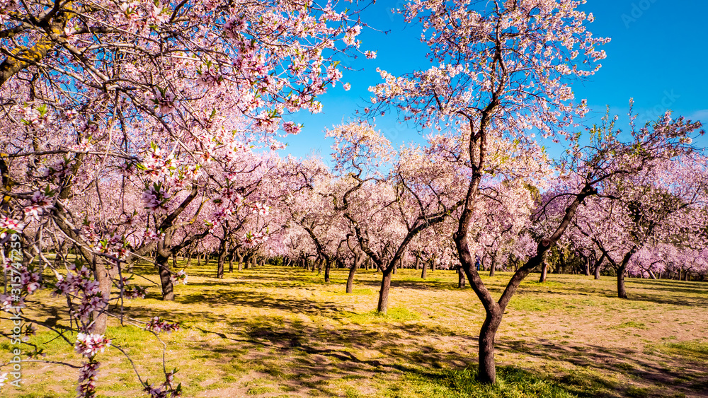Pink alleys of blooming with flowers almond trees in a park in Madrid, Spain spring