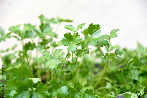parsley leaves spice wet green leaves with water droplets on a blurred garden background. Focus concept. Space for text. Floral.