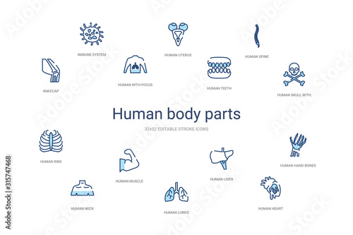 human body parts concept 14 colorful outline icons. 2 color blue stroke icons