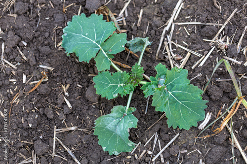 sprouts of winter rapeseed in spring