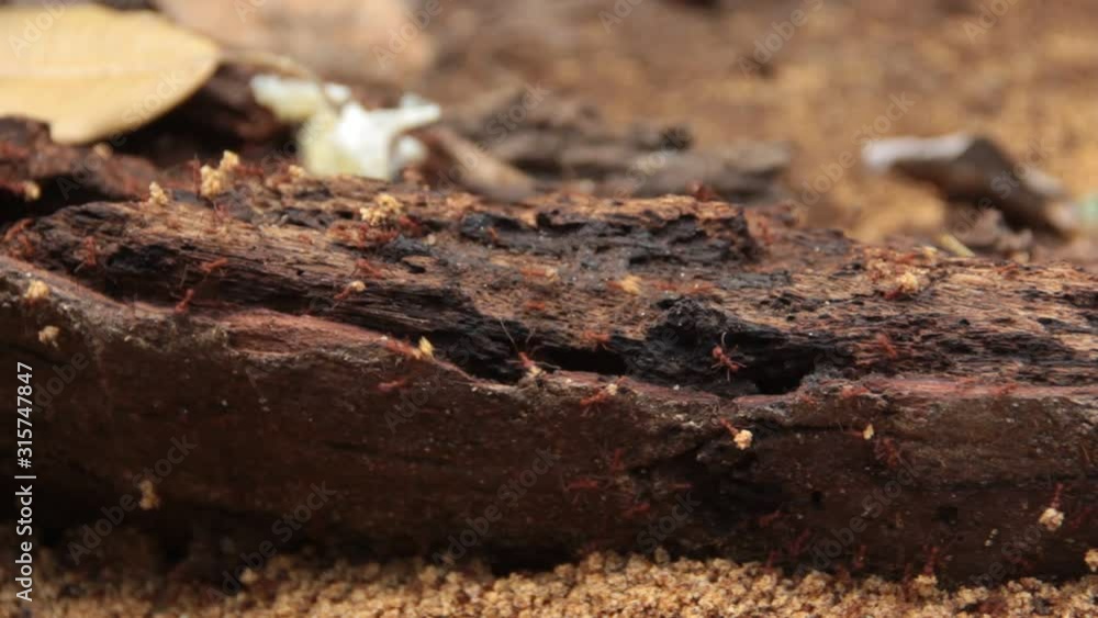 ants working ants working