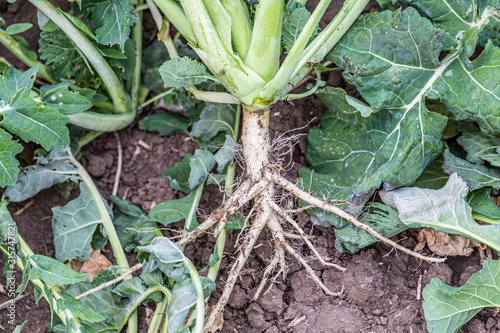 Wallpaper Mural close-up of a healthy rapeseed root Torontodigital.ca
