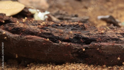 Wallpaper Mural ants working Torontodigital.ca