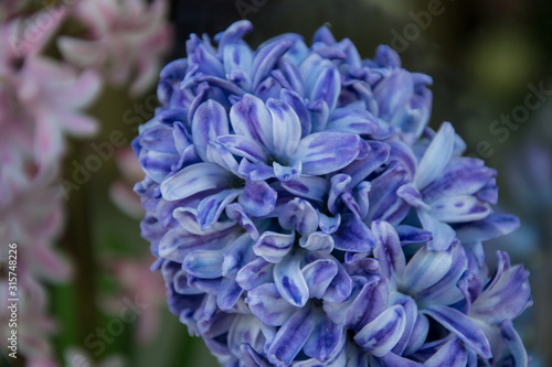 Close-up of beautiful hyacinth flower bouquet in a flower shop, blooming flowers for present, valentine's day, 8 march