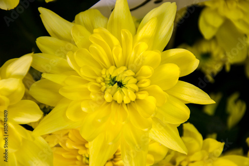 Pretty yellow chrisantemum in a flowershop  close-up  blooming bouquet for 8 march  mother s day  women s day  valentine s day