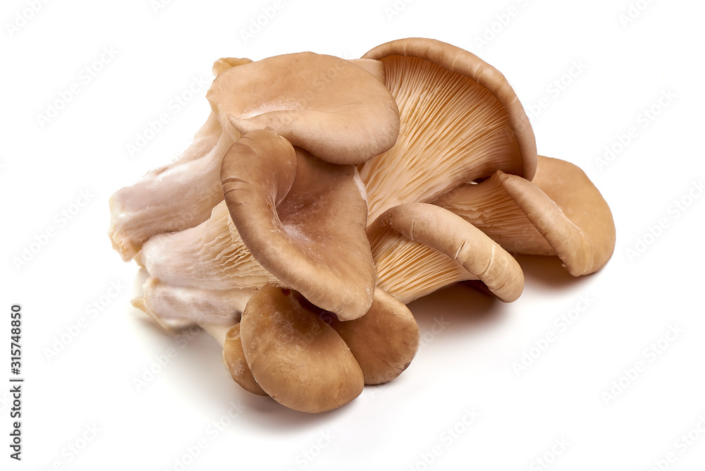 Oyster mushrooms - Pleurotus ostreatus, isolated on white background Oyster mushrooms - Pleurotus ostreatus, isolated on white background