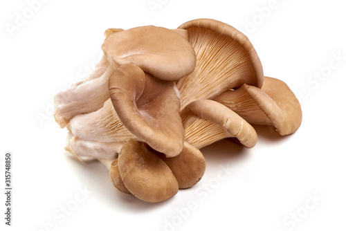 Oyster mushrooms - Pleurotus ostreatus, isolated on white background