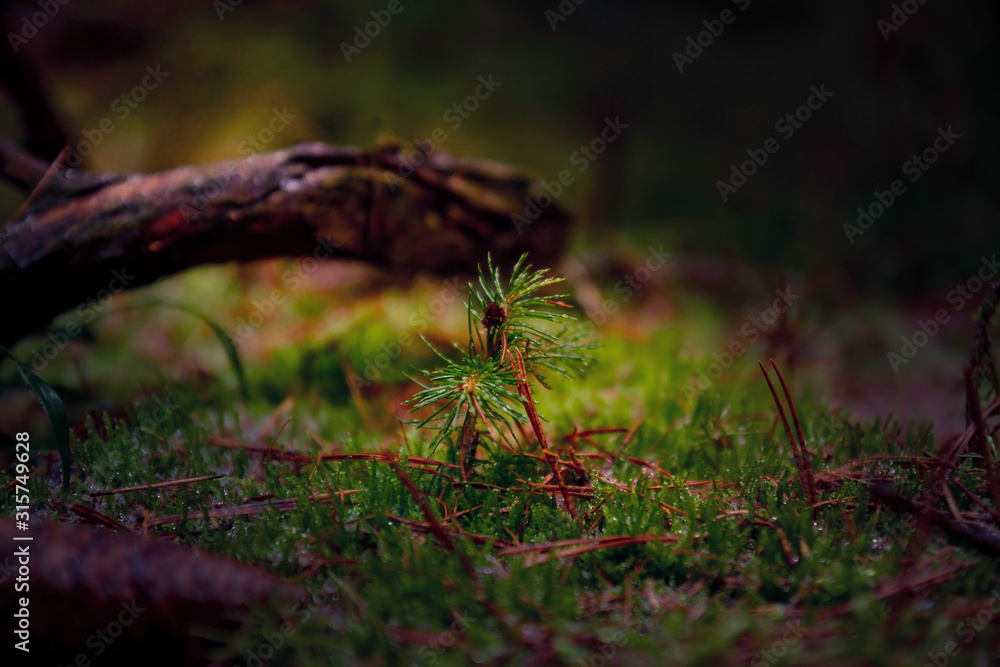 at the forest floor , moss with young fir at the forest floor , moss with young fir