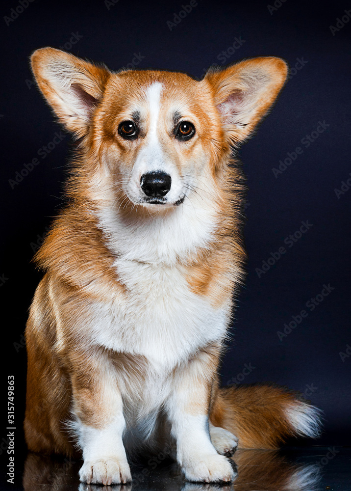 dog on a dark background, welsh corgi pembroke breed dog on a dark background, welsh corgi pembroke breed
