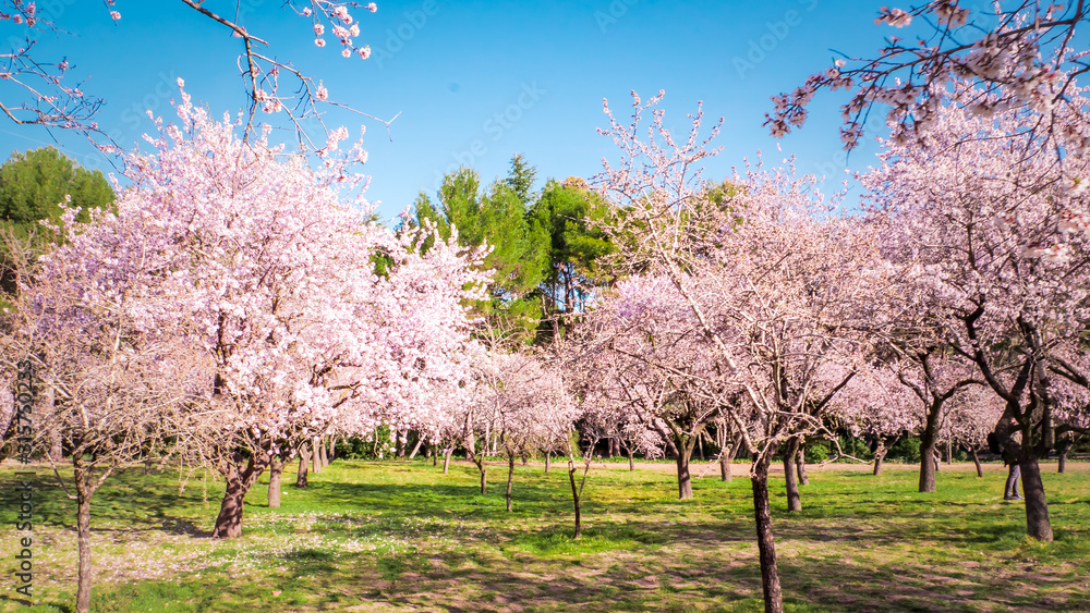 Pink alleys of blooming with flowers almond trees in a park in Madrid, Spain spring Pink alleys of blooming with flowers almond trees in a park in Madrid, Spain spring