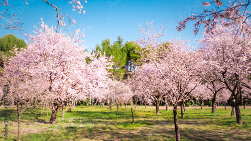 Pink alleys of blooming with flowers almond trees in a park in Madrid  Spain spring