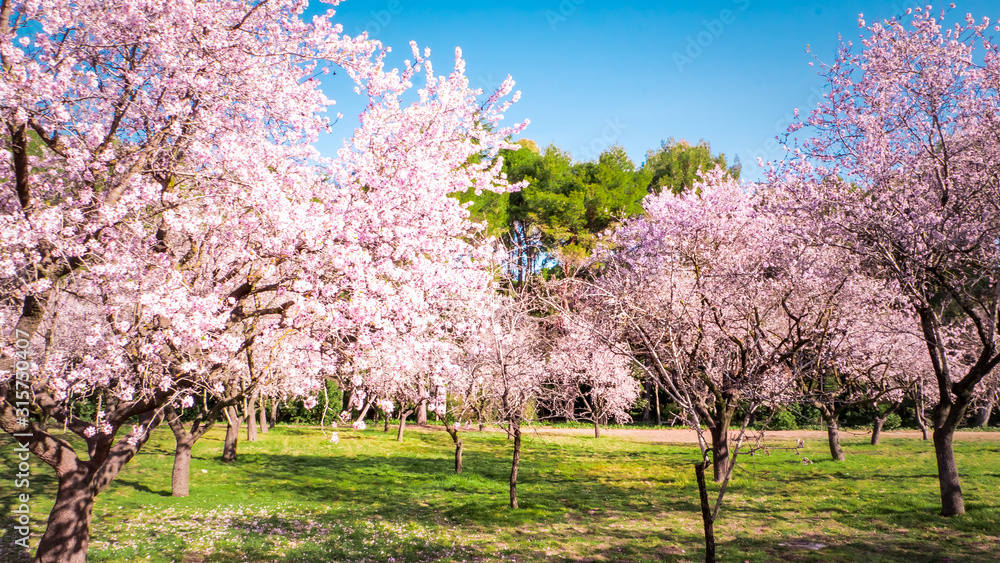 Pink alleys of blooming with flowers almond trees in a park in Madrid, Spain spring Pink alleys of blooming with flowers almond trees in a park in Madrid, Spain spring