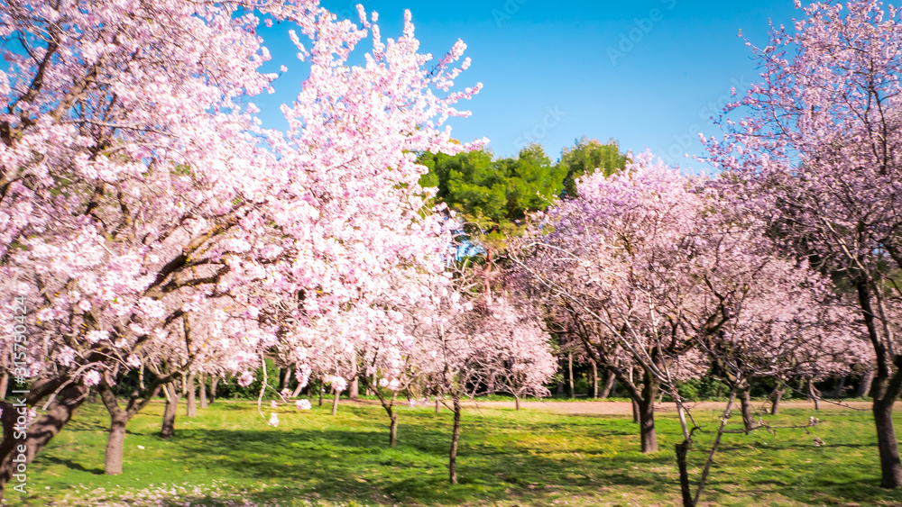 Pink alleys of blooming with flowers almond trees in a park in Madrid, Spain spring Pink alleys of blooming with flowers almond trees in a park in Madrid, Spain spring