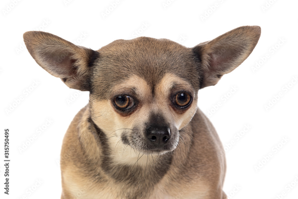 Funny brown Chihuahua with big ears