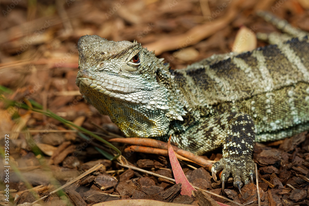 Australian water dragon - Intellagama lesueurii or Physignathus lesueurii, eastern water dragon (ss. lesueurii ) and Gippsland water dragon (ss. howittii ) subspecies, arboreal agamid native to Austra Australian water dragon - Intellagama lesueurii or Physignathus lesueurii, eastern water dragon (ss. lesueurii ) and Gippsland water dragon (ss. howittii ) subspecies, arboreal agamid native to Austra