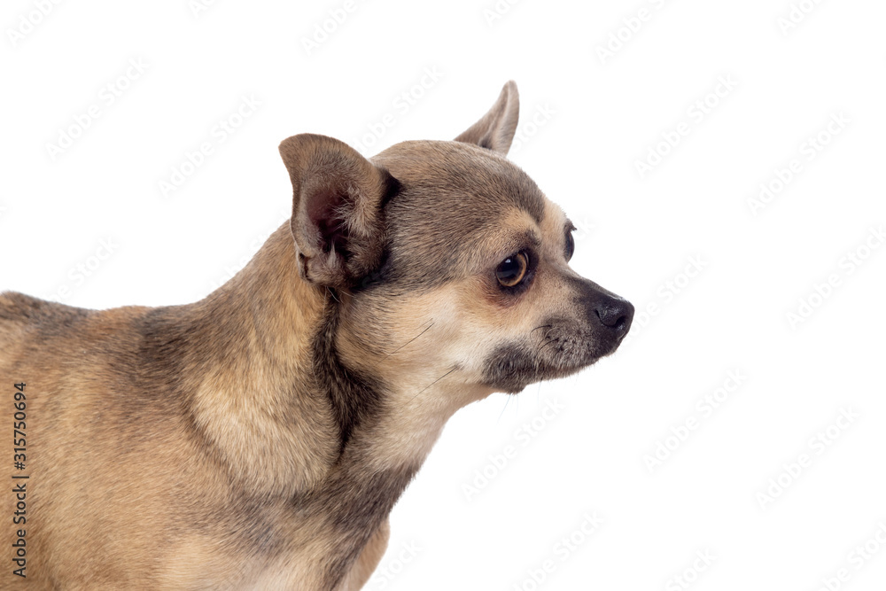 Funny brown Chihuahua with big ears Funny brown Chihuahua with big ears