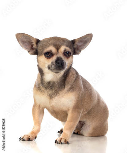 Funny brown Chihuahua with big ears