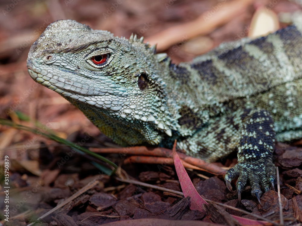 Fototapeta premium Australian water dragon - Intellagama lesueurii or Physignathus lesueurii, eastern water dragon (ss. lesueurii ) and Gippsland water dragon (ss. howittii ) subspecies, arboreal agamid native to Austra