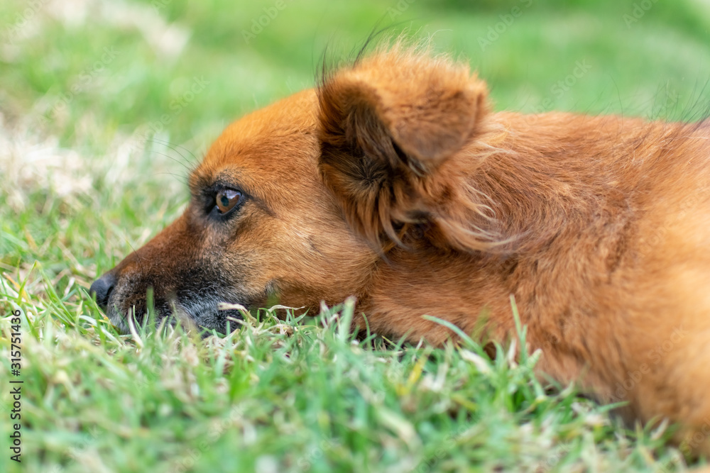Dog resting in Grass Dog resting in Grass