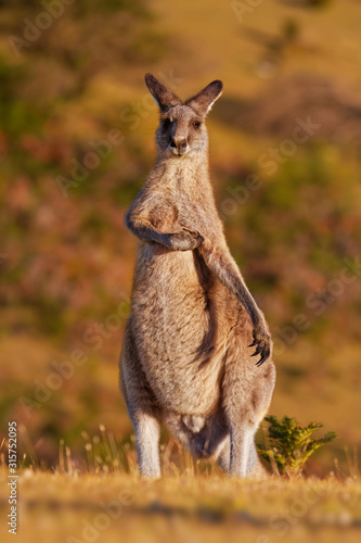 Macropus giganteus - Eastern Grey Kangaroo marsupial found in eastern third of Australia, with a population of several million. It is also known as the great grey kangaroo and the forester kangaroo