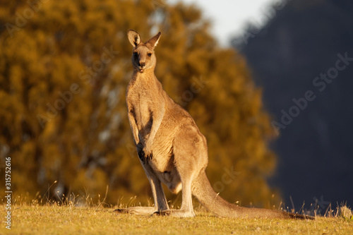 Macropus giganteus - Eastern Grey Kangaroo marsupial found in eastern third of Australia, with a population of several million. It is also known as the great grey kangaroo and the forester kangaroo photo