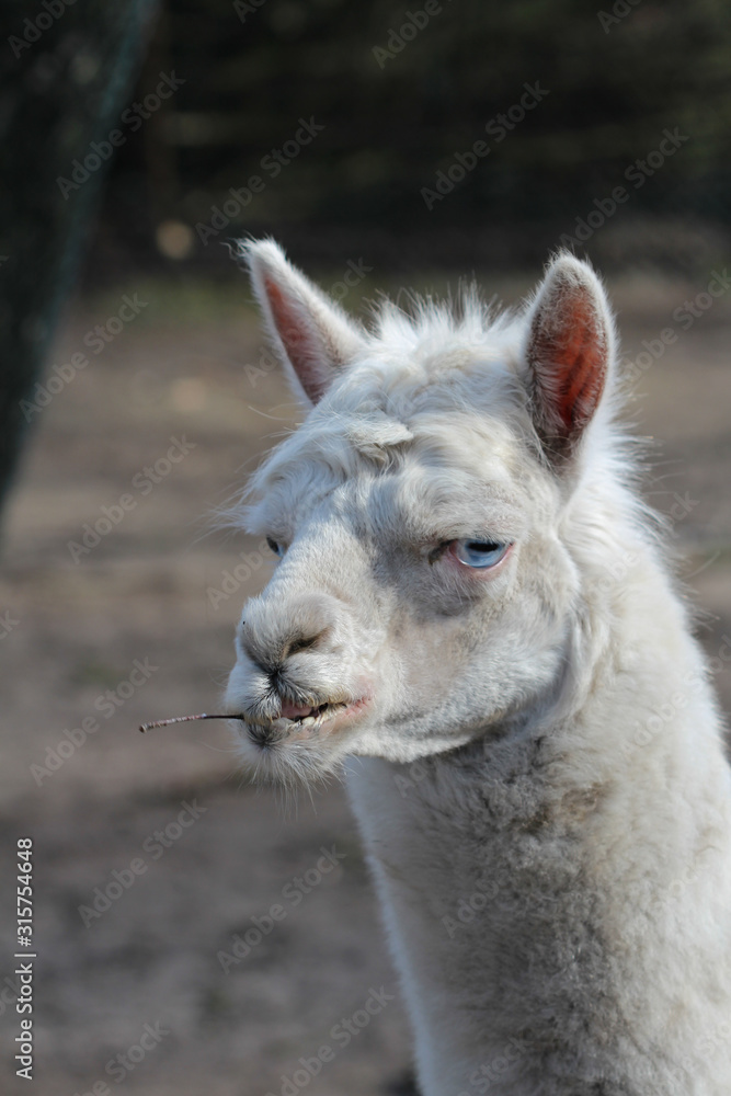 Grumpy lama