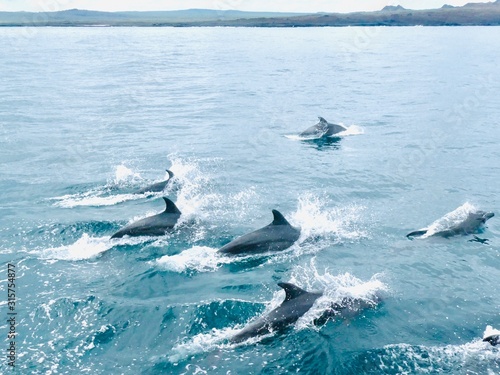 top view of a huge dolphin family swiming playing and jumping in the ocean