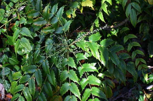 Ornamental flowering plant of Mahonia x media (Mahonia japonica buckland), in the garden. It is an interspecific hybrid shrub in the family Berberidaceae. photo