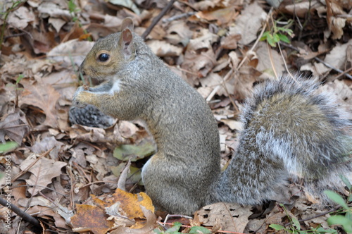 Colored Squirrel