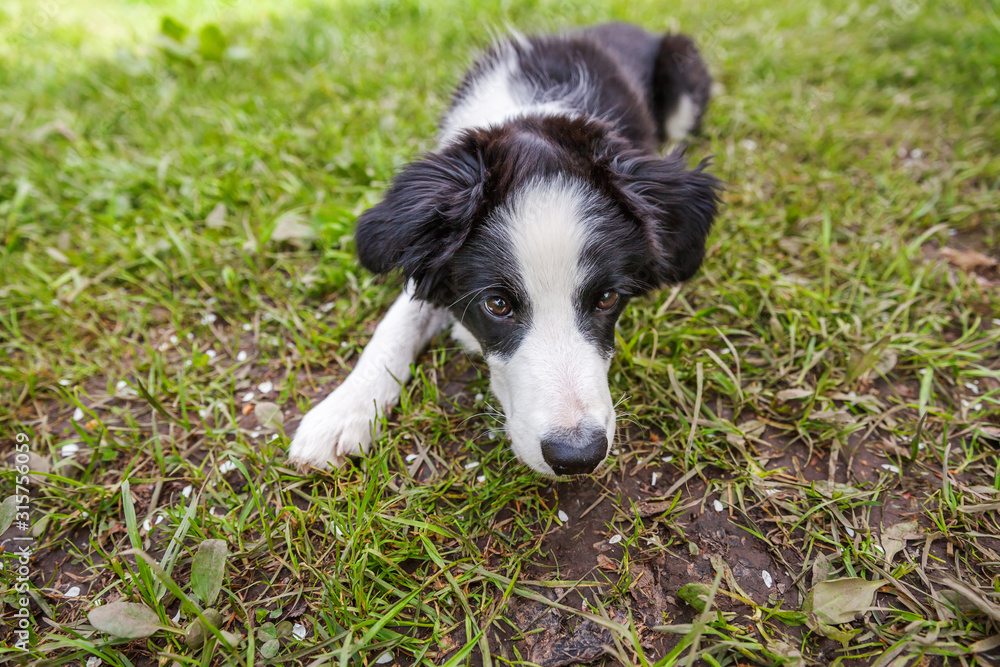 Funny outdoor portrait of cute smilling puppy border collie lying down on grass background. New lovely member of family little dog gazing and waiting for reward. Pet care and animals concept Funny outdoor portrait of cute smilling puppy border collie lying down on grass background. New lovely member of family little dog gazing and waiting for reward. Pet care and animals concept