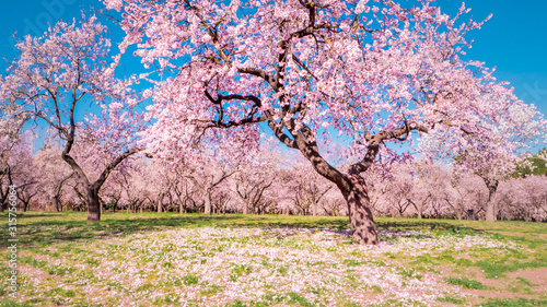 Photographie Pink alleys of blooming with flowers almond trees in a park in Madrid, Spain spr