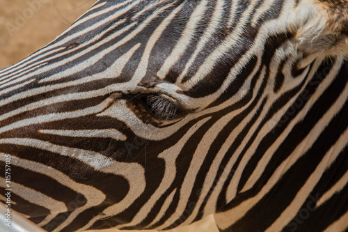 Wild zebra in a pasture, Safari Park in Costa Rica.