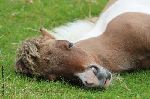 Schlafendes Pony