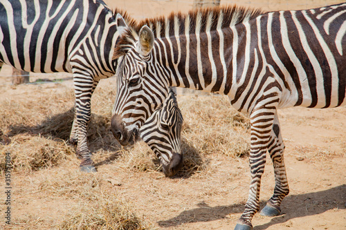 Wild zebra in a pasture  Safari Park in Costa Rica.