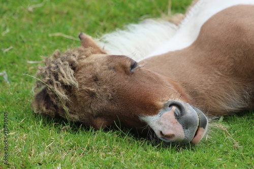 Schlafendes Pony