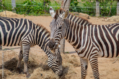 Wild zebra in a pasture  Safari Park in Costa Rica.